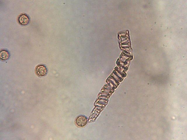 I Comitato Scientifico A.MI.Umbria